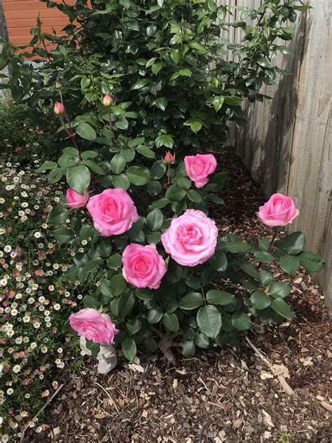 My Beautiful “perfume Passion” Rose The Flowers Are Huge R Flowers