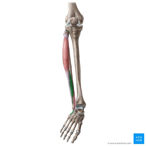 Músculo Fibular Curto