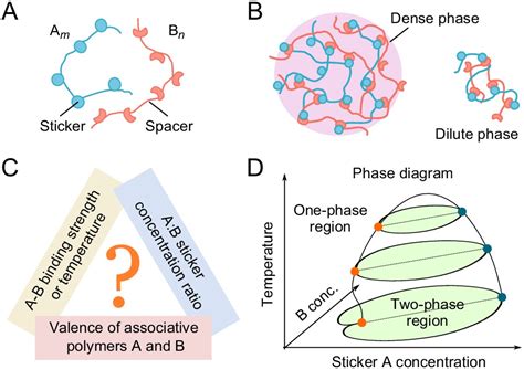 Decoding The Physical Principles Of Two Component Biomolecular Phase