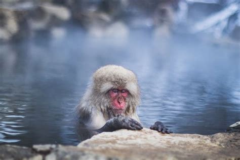 Snow Monkey Meditating In Hot Spring Nagano Japan
