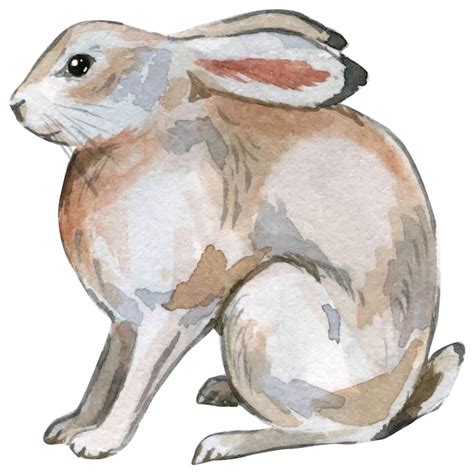 Premium Vector Watercolor Illustration Of Hare Isolated Element