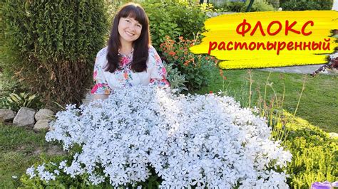 Флокс почвопокровный РАСТОПЫРЕННЫЙ. Лучше, чем флокс ШИЛОВИДНЫЙ ...