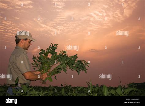 Agriculture A Farmer Grower Checks A Mid Growth Soybean Plant For Pod