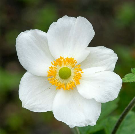 Japanese anemone (white) - Muddy Trowel