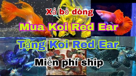 X B D Ng Mua Koi Red Ear T Ng Koi Red Ear C B Y M U P B N Tr I