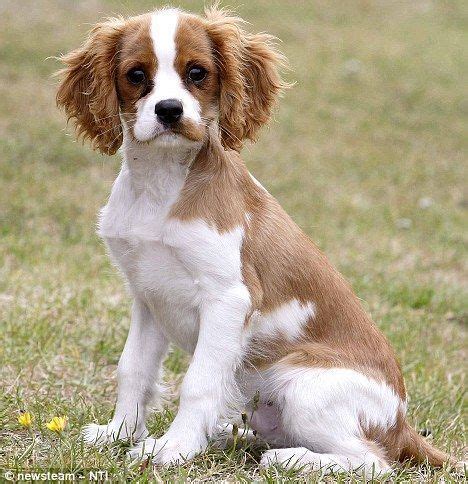 Heartwarming Cavalier King Charles Spaniel Ruby White In