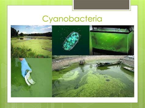 PPT - Effects of Cyanobacteria PowerPoint Presentation, free download ...