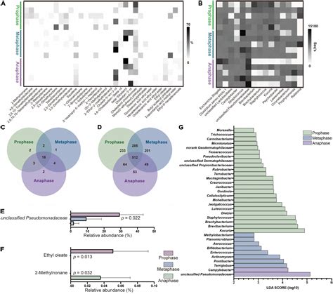 Frontiers Symbiotic Microbiota And Odor Ensure Mating In Time For Giant Pandas