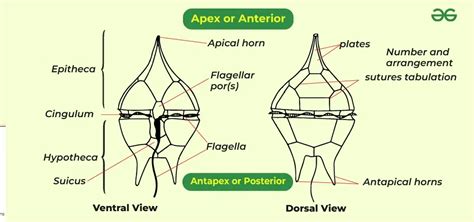 Dinoflagellates Meaning Structure And Reproduction