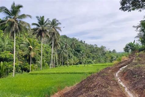 Menjelajahi Pesona Alam Dan Budaya Di Desa Wisata Kampung Cisangkal