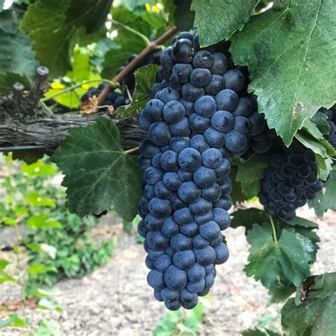 10 Fun Facts About Pinot Noir