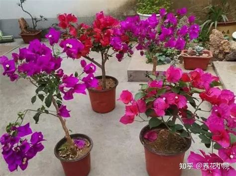 7种漂亮花，用小盆“挤着养”，长得旺，容易开花 知乎