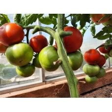 Проверенные сорта томатов