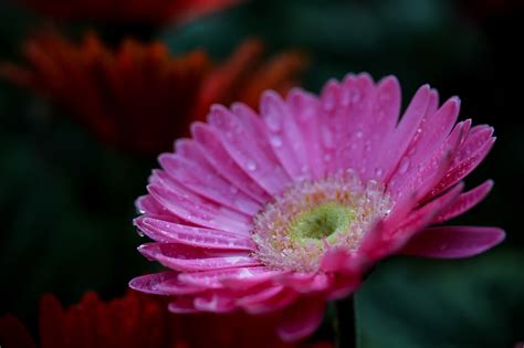 Kwiat Gerbera Botanika Darmowe Zdj Cie Na Pixabay Pixabay