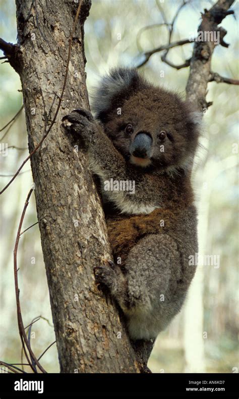 Koala Phascolarctos cinereus Tidbinbilla Nature Reserve Australia Stock ...