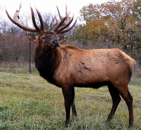 El Uapití Wapití O Ciervo Canadiense Cervus Canadensis Es Una