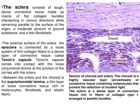 Sclera Histology Labeled