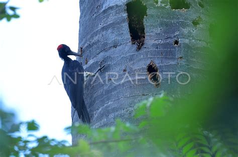 BURUNG PELATUK AYAM | ANTARA Foto