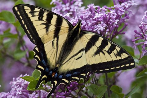 5 Western Tiger Swallowtail Butterfly Facts - Jake's Nature Blog