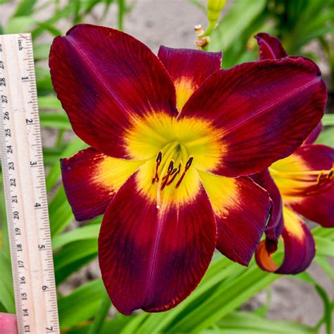 Persian Ruby Daylily Brecks Premium Bulbs