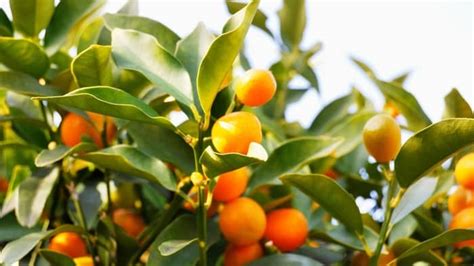 Growing Kumquat Trees Indoors - Indoor Garden Tips