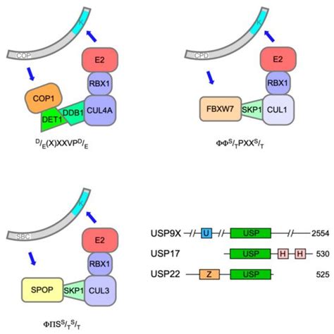 Ubiquitination Of ETS Transcription Factors Encyclopedia MDPI