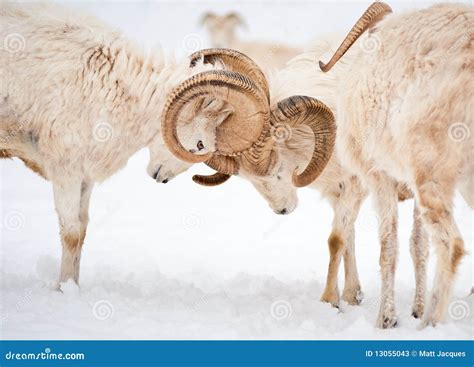 Dall Sheep Rams Lock Horns stock image. Image of sheep - 13055043