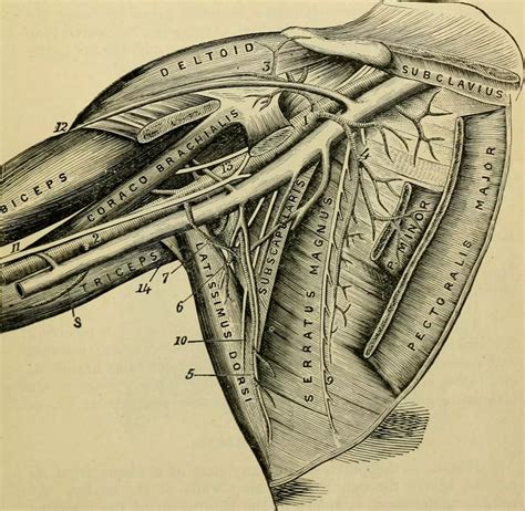 12 Key Areas Of The Upper Limb SimpleMed Learning Medicine Simplified