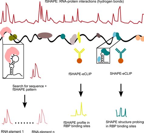 Footprinting SHAPE ECLIP Reveals Transcriptome Wide Hydrogen Bonds At