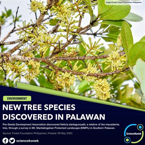 ScienceKonek - NEW TREE SPECIES DISCOVERED IN PALAWAN 🌿... | Facebook