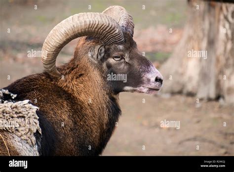 Mufl N Europeo Ovis Orientalis Musimon Fotograf As E Im Genes De Alta