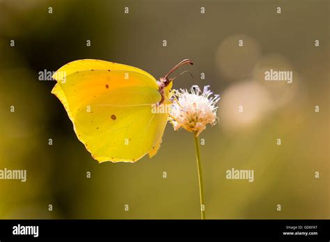 Gonepteryx Rhamni Known As The Common Brimstone Or In The Past As