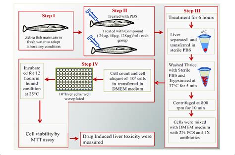 Schematic Overview Of Ex Vivo Organ Culture Of Zebrafish Liver Cells