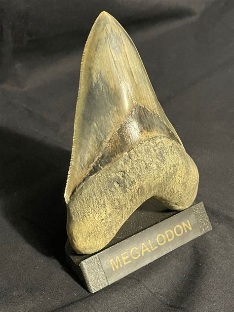 Dent de requin mégalodon Dent fossile Carcharocles megalodon 13