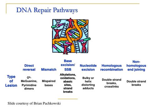 Ppt Cellular Response To Dna Damage Repair Powerpoint Presentation