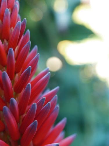 Aloe Arborescens Tree Aloe Candelabra Plant San Franc Flickr