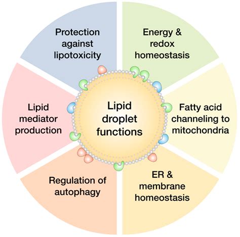 Molecules Free Full Text Lipid Droplets In Cancer Guardians Of Fat