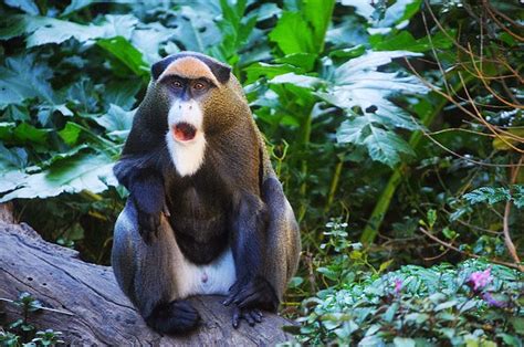 Debrazza Monkey Facts | Informating & New Pictures | All Wildlife ...