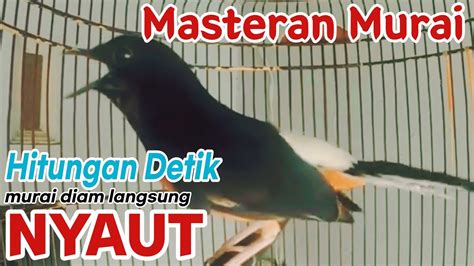 Masteran Murai Batu Hitungan Detik Murai Lain Langsung Nyaut Youtube