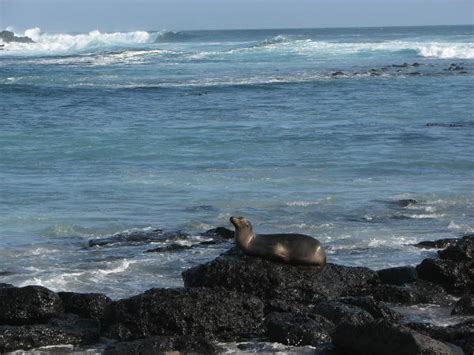 Isla Pinta Islas Galápagos Venelogía