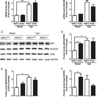 NRF2 Deficiency Increased P65 NF B Protein Levels A And B QRT PCR