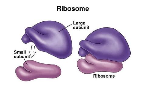 Ribosomes Definition Structure Types And Functions