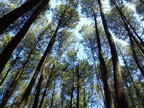 4 Hutan Pinus Ini Hits Banget Di Jogja