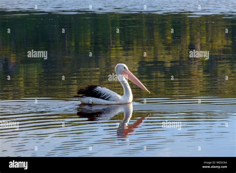 Gippsland Bird Hi Res Stock Photography And Images Alamy