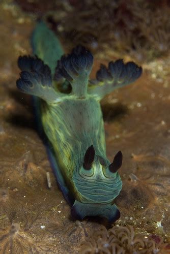 Green Nembrotha Nudibranch Nembrotha Milleri Nudibranch Flickr