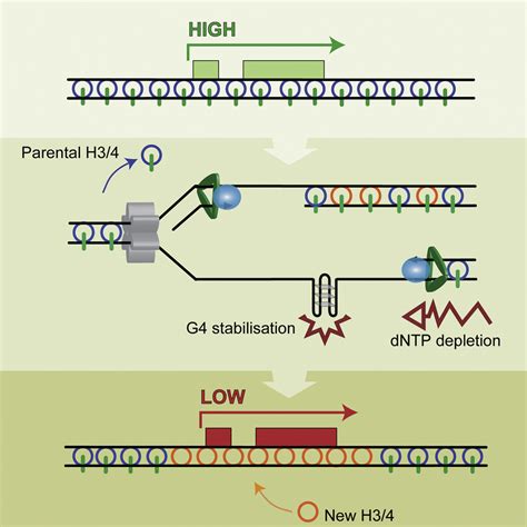 Nucleotide Pool Depletion Induces G Quadruplex Dependent Perturbation