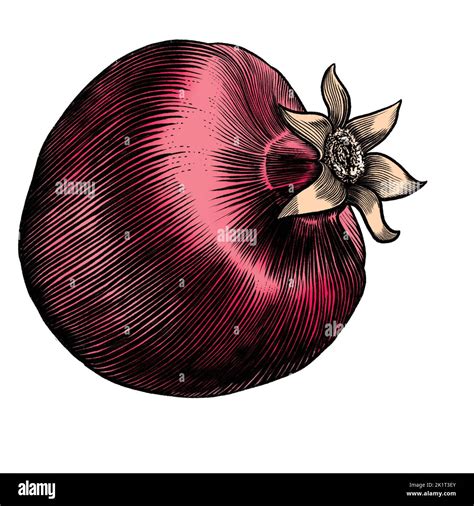 Pomegranate Fruit Hand Drawn Sketch In Engraving Style Vector