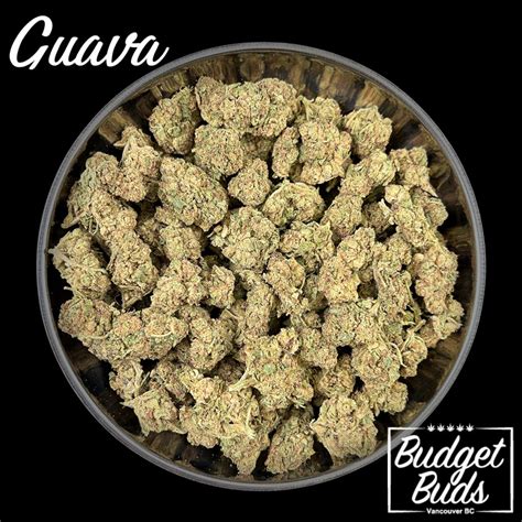 Guava Sativa 1oz Budget Buds