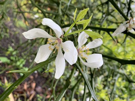 Citrus Trifoliata Bittere Sinaasappel Trifoliate Orange Bitter