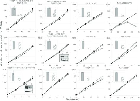 Effect Of RNAi Of Serine Peptidases On T Brucei Cell Growth In Vitro